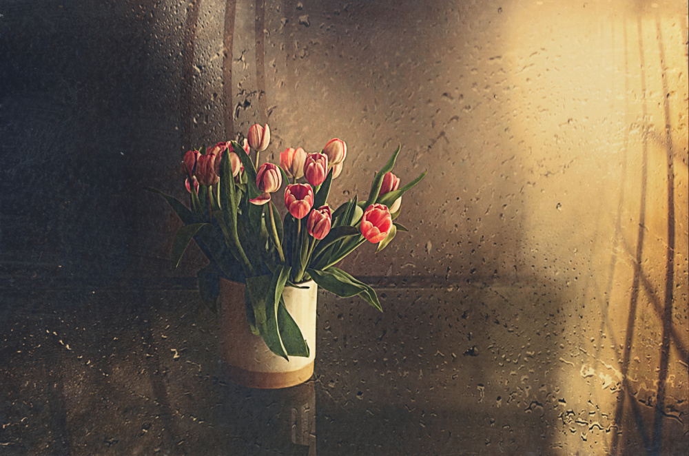 tulips in the room de Desislava Ignatova