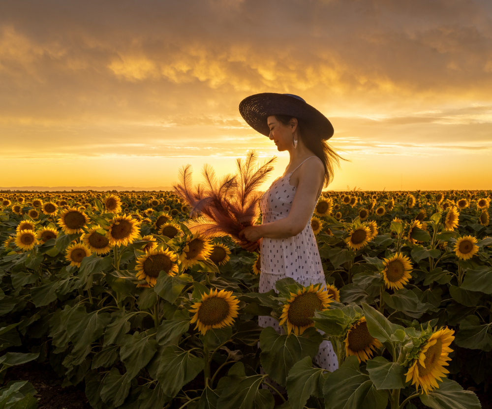 In Sunflower Field de Dianne Mao