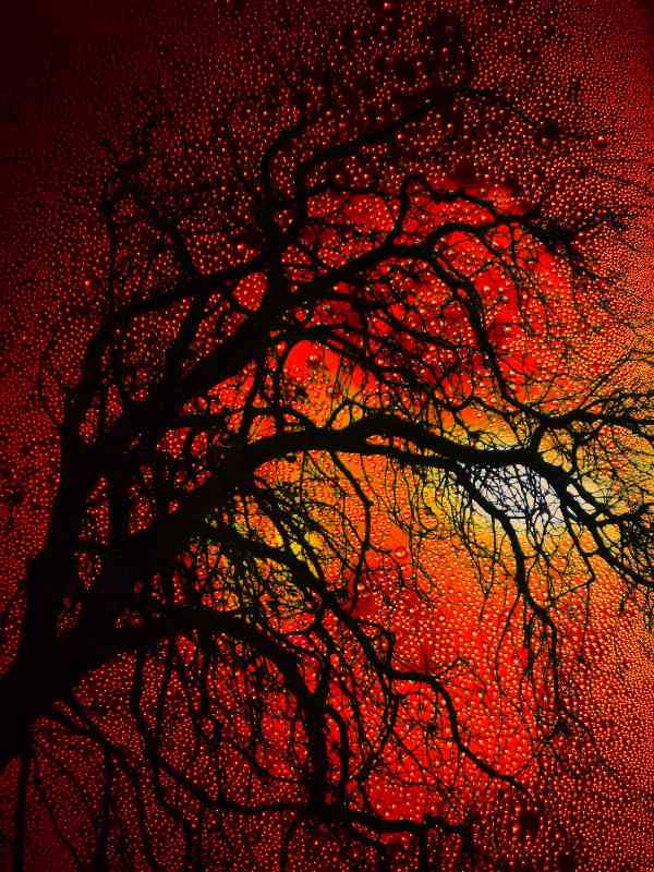 Sunset Tree de Christophe Didillon