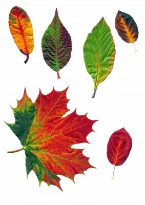 Herbstfärbung de Dietmar Stübing
