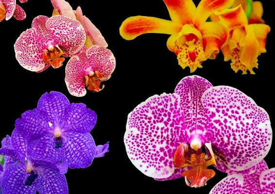 Orchideen de Dietmar Stübing