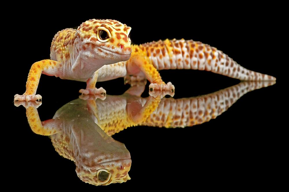 Leopard Gecko de Dikky Oesin