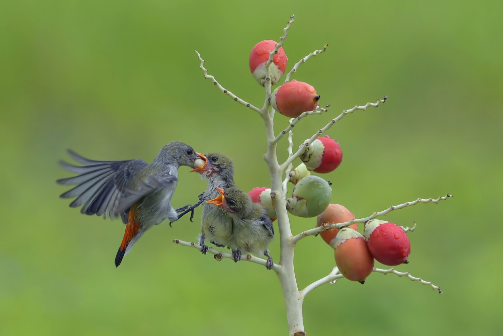 Female scarlet-headed flowerpecker bring food to their chicks de Dikky Oesin