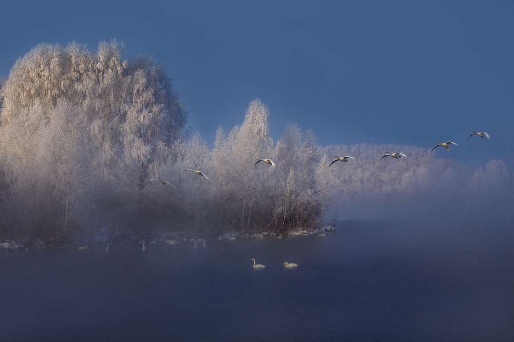 Swan lake de Dmitry Kupratsevich