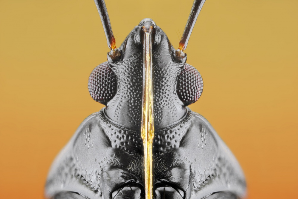 Plant Bug (Fulvius imbecilis) de Donald Jusa