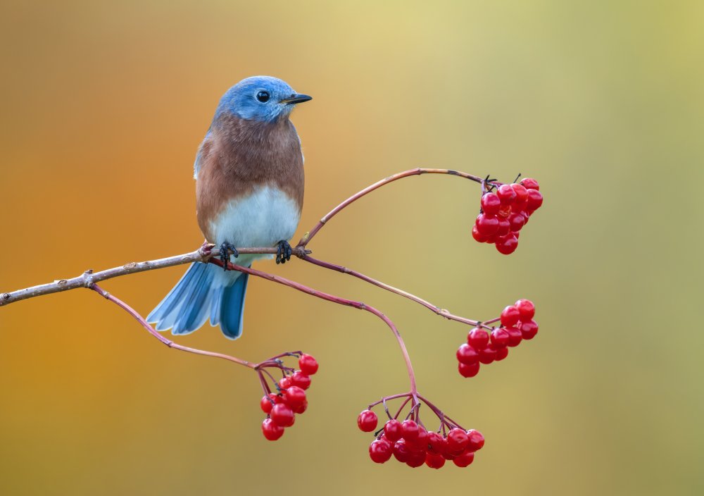 Eastern Bluebird de Donald Luo