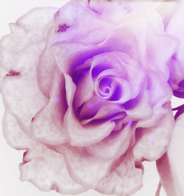 Die Rose! Königin der Blumen in voller Blüte de Doris Beckmann