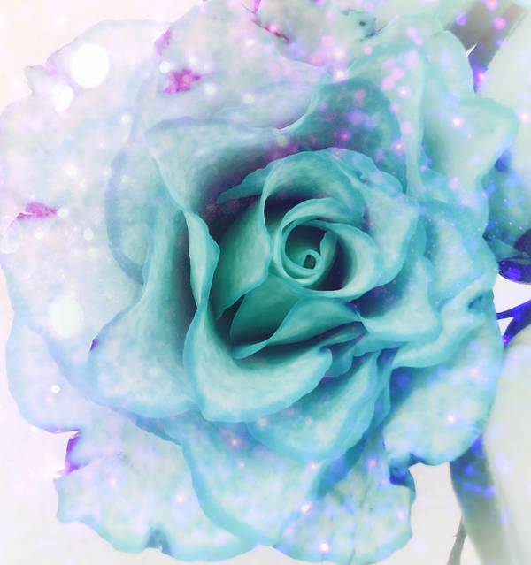Die Rose! Königin der Blumen in voller Blüte 4 de Doris Beckmann