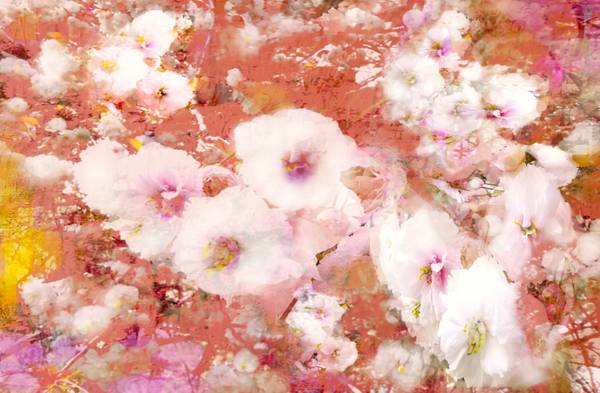 Kirschblüten de Doris Beckmann