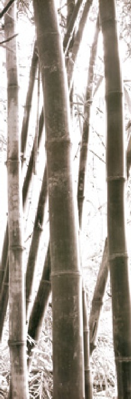 Bamboo Grove IV de Douglas Yan