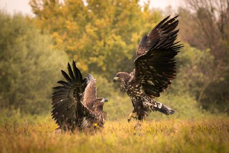 Eagle fight
