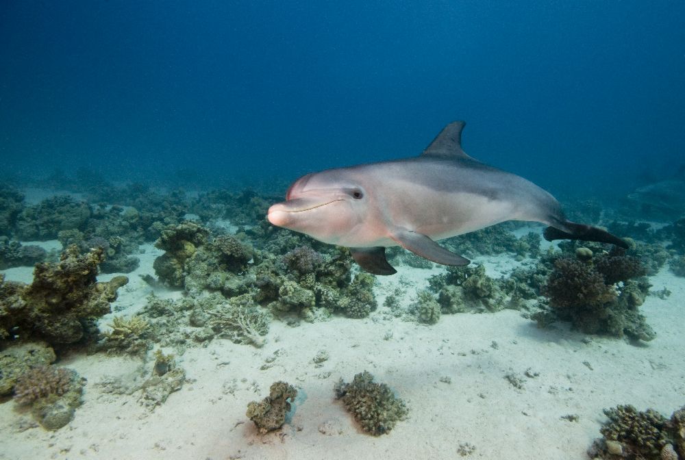 Bottlenose dolphin de Dray Van Beeck