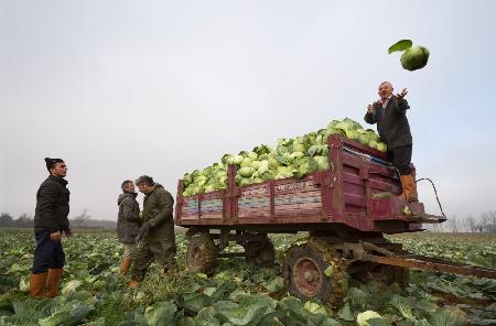 cabbage harvest