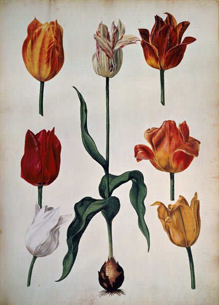 Tulips: from "Verzameling van Bloemen naar deNatuur getekend" (Collection of flowers drawn from natu de Dutch School