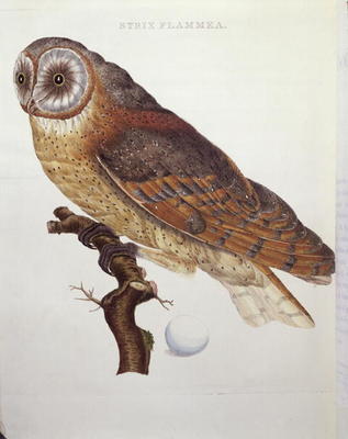 Barn Owl (Strix Flammea) 1796 (coloured engraving) de Dutch School, (18th century)