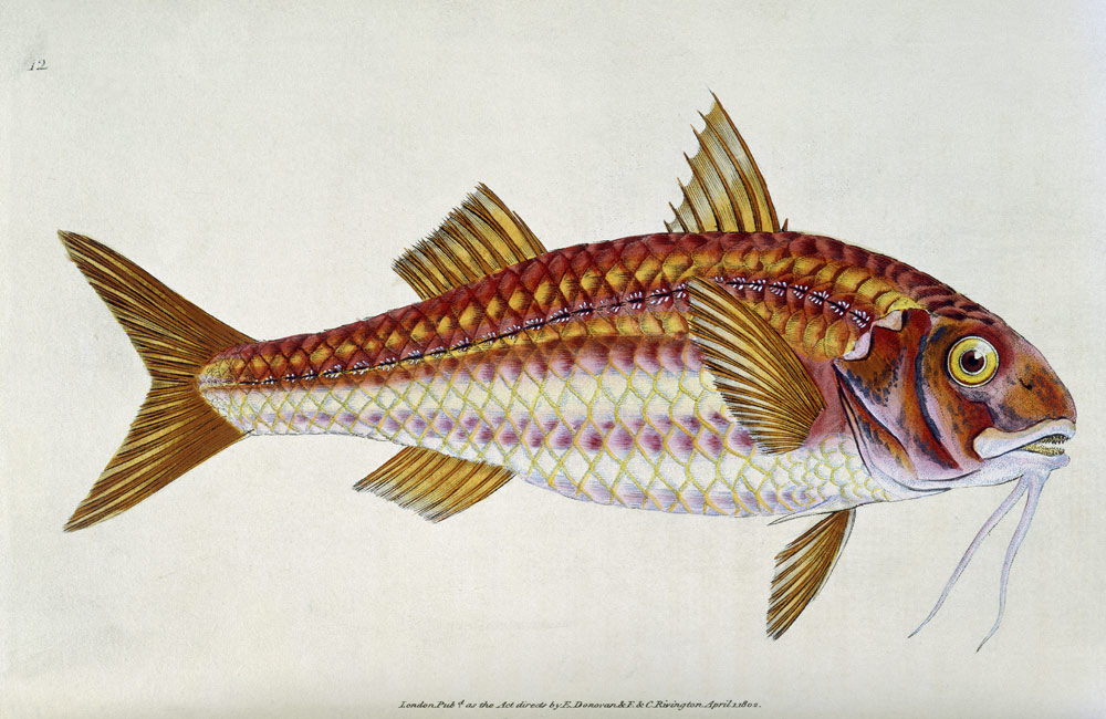 Red Mullet, Pl.12 from "The Natural History of British Fishes", pub. de E. Donovan and F. & C. Rivington