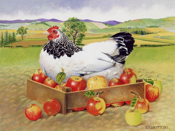 Hen in a Box of Apples, 1990 (acrylic)  de E.B.  Watts