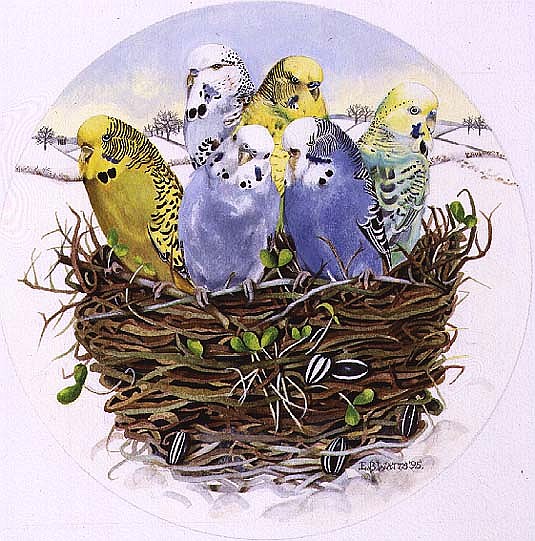 Budgerigars in a Nest, 1995 (acrylic)  de E.B.  Watts
