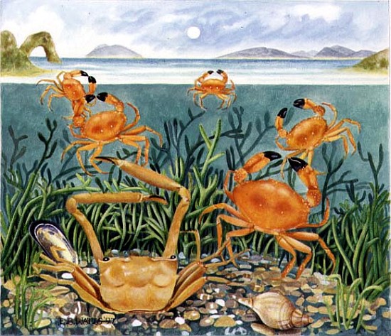 Crabs in the Ocean, 1997 (acrylic on paper)  de E.B.  Watts
