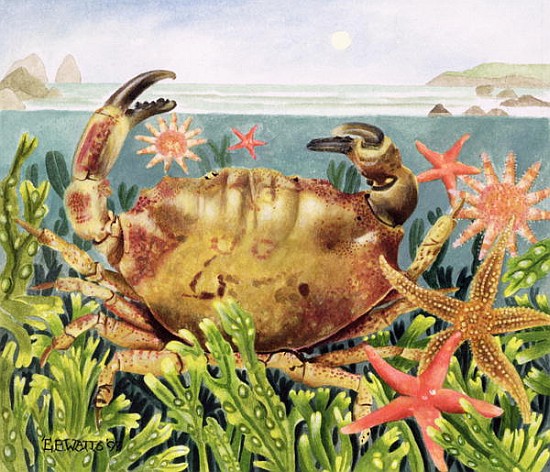 Furrowed Crab with Starfish Underwater, 1997 (acrylic on paper)  de E.B.  Watts