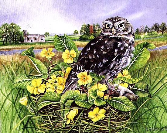 Owl in Grass Nest with Primulas de E.B.  Watts