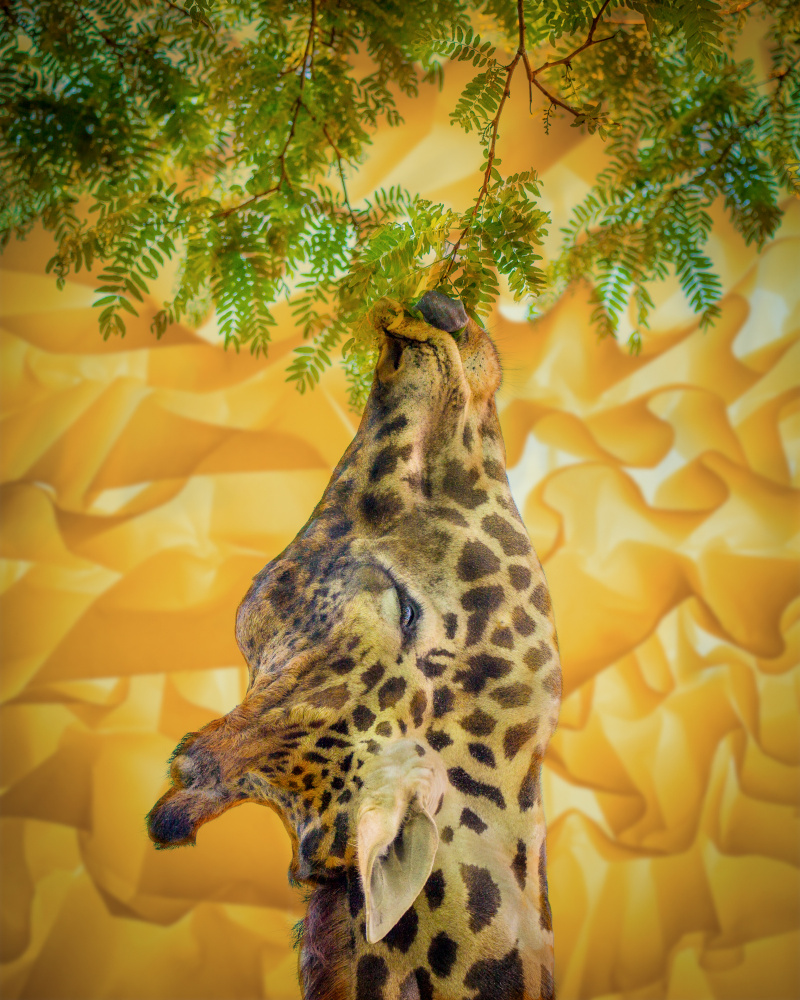 Giraffe at the Zoo de Ed Esposito