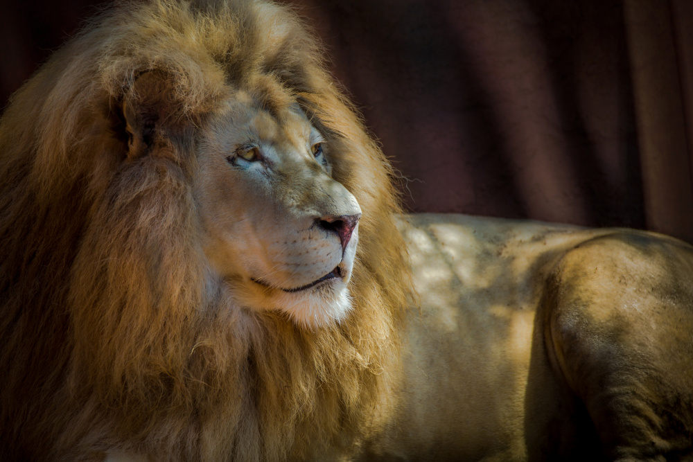 Portrait of a Lion de Ed Esposito