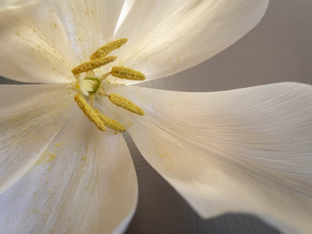 White tulip de Edita Brus