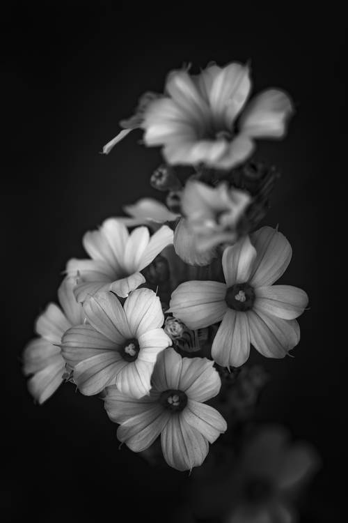 Blüten der gestreiften Binsenlilie de Edith Nero