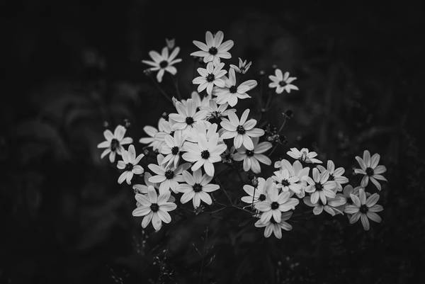 Blüten in schwarz-weiss de Edith Nero