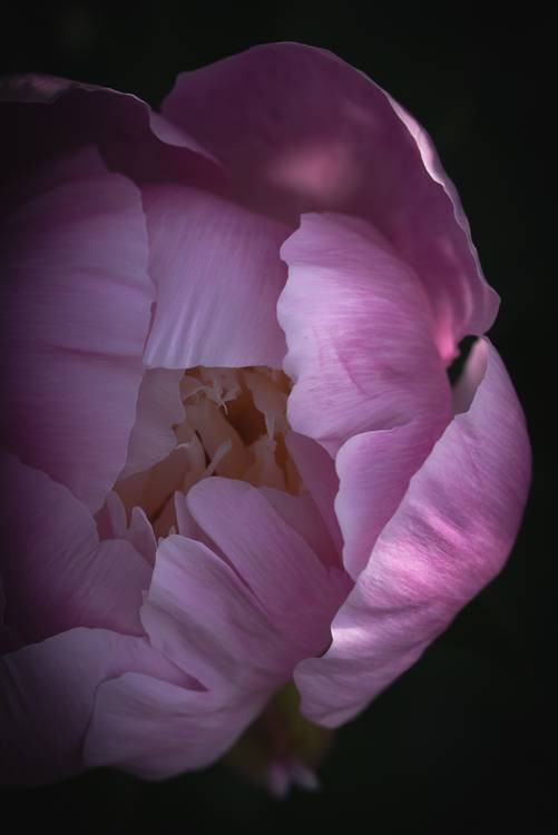 Blütenkopf einer Rose de Edith Nero