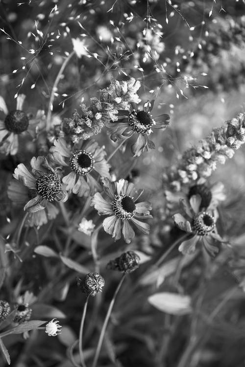 Blumen in schwarz-weiss de Edith Nero