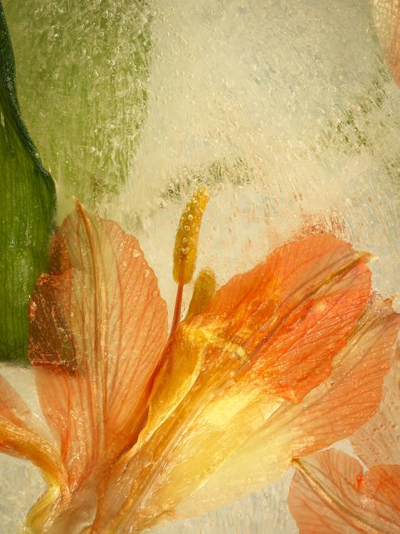 Gefrorene Blütenwelt  de Edith Nero