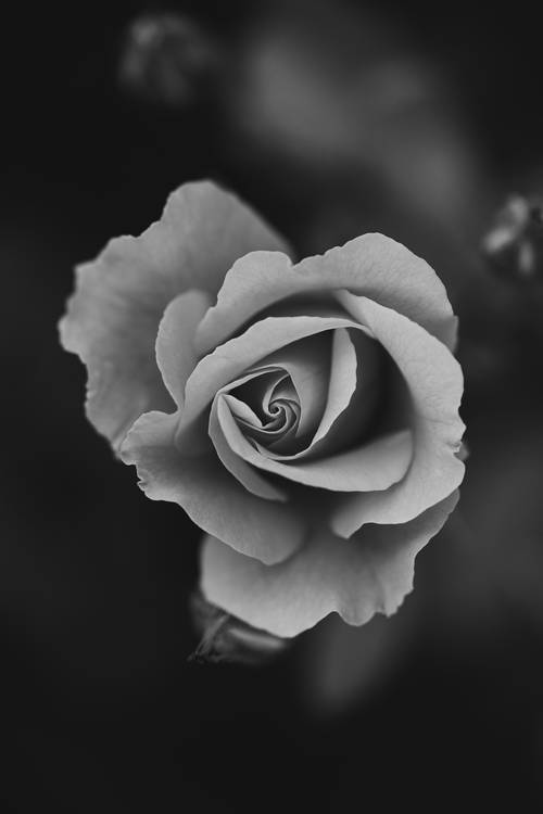 Rosenblütenkopf de Edith Nero
