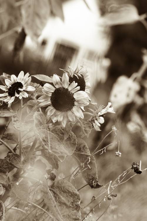 Sonnenblumen im Garten de Edith Nero