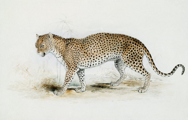 The Leopard de Edward Lear