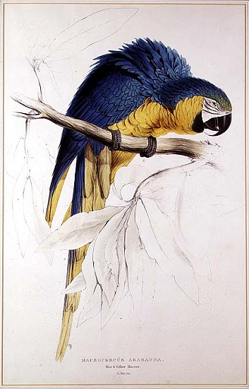 Blue and yellow Macaw de Edward Lear