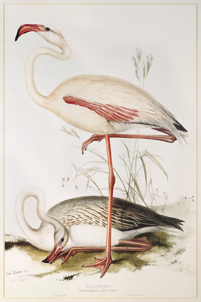 Flamingo de Edward Lear