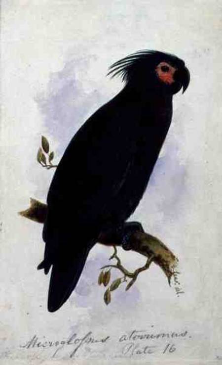Parrot: Plate 16 de Edward Lear