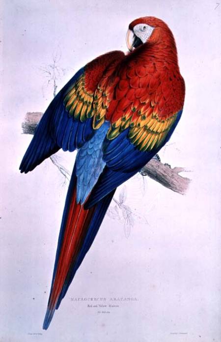 Red and Yellow Macaw (Macrocercus Arancanga) de Edward Lear