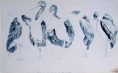 Studies of Storks de Edward Lear