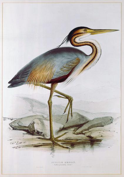 Purple Heron