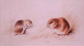 Dormice