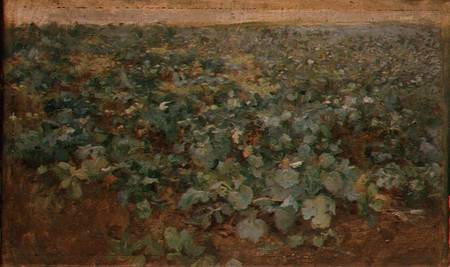 The Turnip Field de Edward Stott