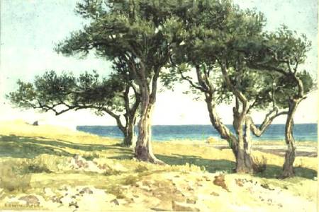 Old Olive Trees, Bordighera de Edwin Bale