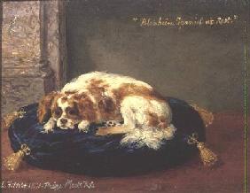 Blenheim Spaniel at Rest