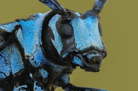 LongHorn Beetle