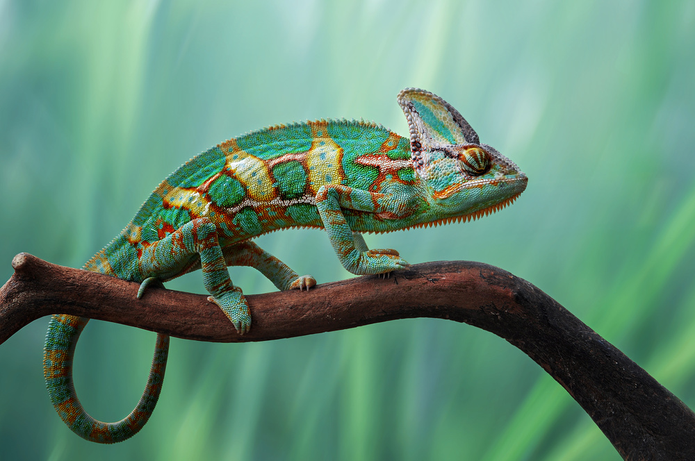 Chameleon de Edy Pamungkas