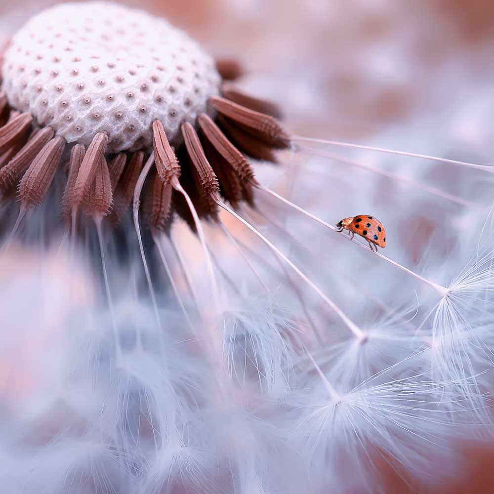 Ladybug on the mushrooms de Edy Pamungkas