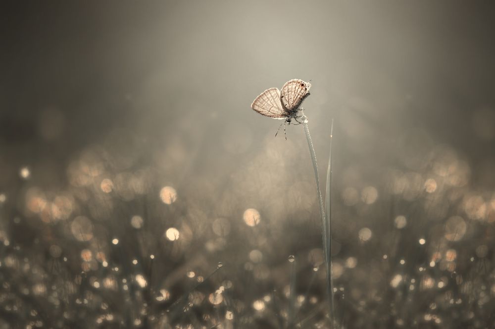Dream Light de Edy Pamungkas
